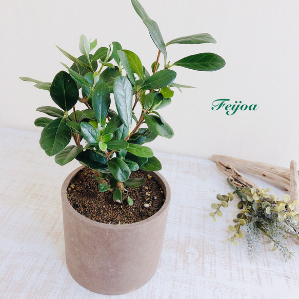 実も花も食べれる♪『フェイジョア』ブラウン4号鉢 観葉植物