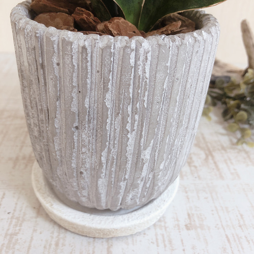 NASAが認めた空気浄化plants サンスベリア『マッソニアーナ』3.5号