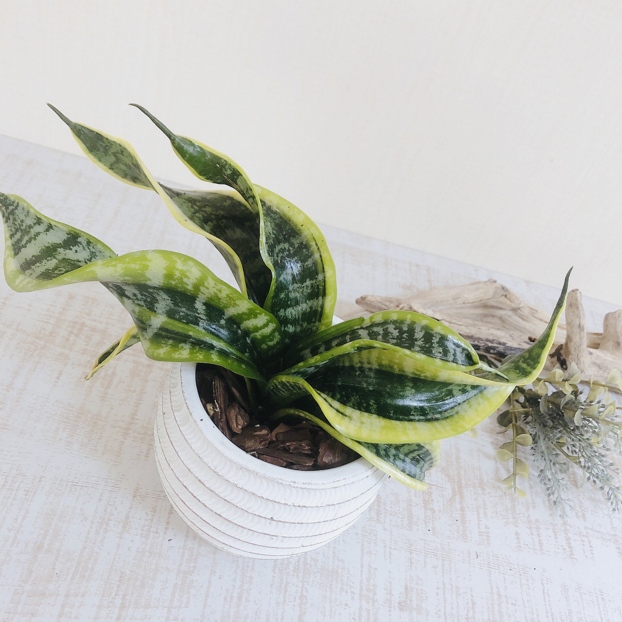 サンセベリアツイステッドシスターレア