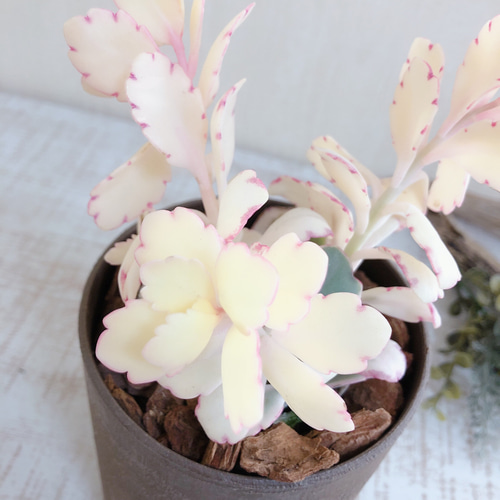 希少 真っ白い多肉『胡蝶の舞 錦』4号 ブラウン鉢 観葉植物 その他