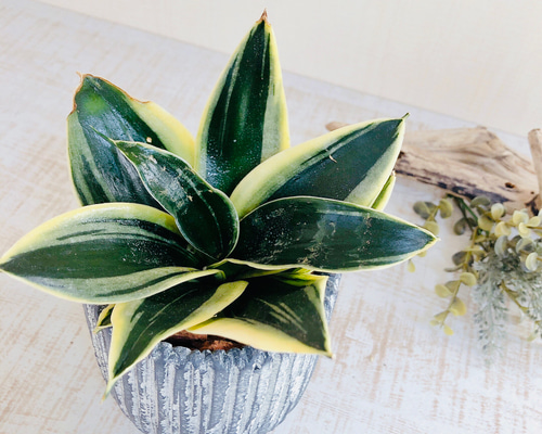 ︎本物︎ サンスベリア ブラックキャッスル 【希少品種】 鉢付き 希少