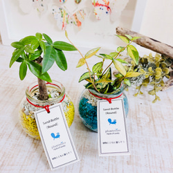新作♡Sand Bottle『パキラ  &オウゴンニシキ』Round カラーサンド　イエロー＆ブルー　植物 2枚目の画像