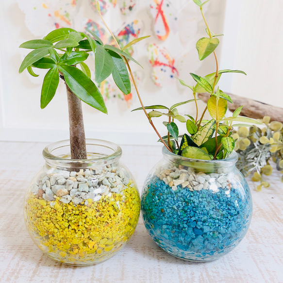 新作♡Sand Bottle『パキラ  &オウゴンニシキ』Round カラーサンド　イエロー＆ブルー　植物 4枚目の画像