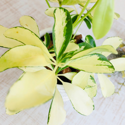 弾けるビタミンカラー『シェフレラ』スノードロップ　3号ツイスト鉢　観葉植物　インテリア　 3枚目の画像