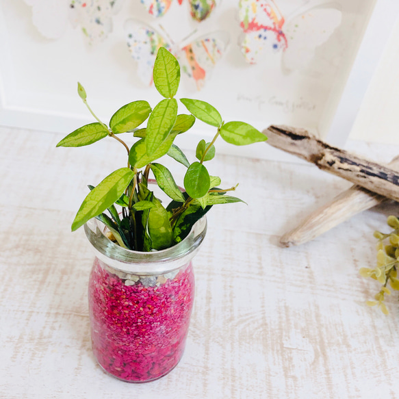 Sand Bottle『ドラセナ＆オウゴンニシキ』Milk カラーサンド　グリーン＆ピンク　観葉植物 5枚目の画像