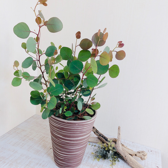 ユーカリ　ポポラス　鉢皿付き 観葉植物 おしゃれ ユーカリ ポポラス 4号鉢 たまご陶器鉢