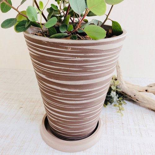 お洒落ユーカリ『ポポラス』お洒落な観葉植物として大人気！5号
