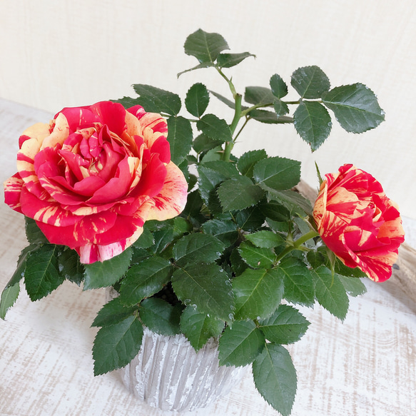 絞り咲きミニ薔薇『ホーカスポーカスコルダーナ』3号ロング陶器鉢　ホワイト　 2枚目の画像