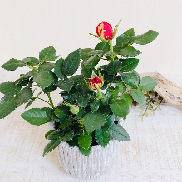 絞り咲きミニ薔薇『ホーカスポーカスコルダーナ』3号ロング陶器鉢　ホワイト　 3枚目の画像