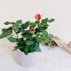 絞り咲きミニ薔薇『ホーカスポーカスコルダーナ』3号ロング陶器鉢　ホワイト　 4枚目の画像