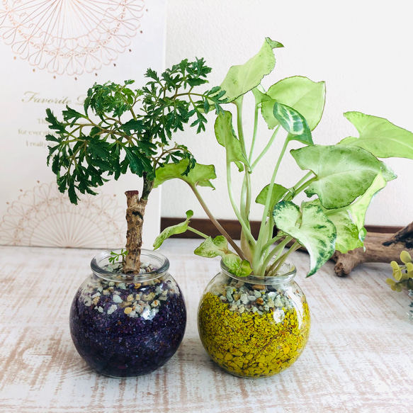 Sand Bottle『ポリシャス＆シンゴニウム』Round カラーサンド　パープル＆イエロー　観葉植物 3枚目の画像
