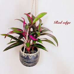 空気清浄プランツ ドラセナ『レッドエッジ』エスニックプランター