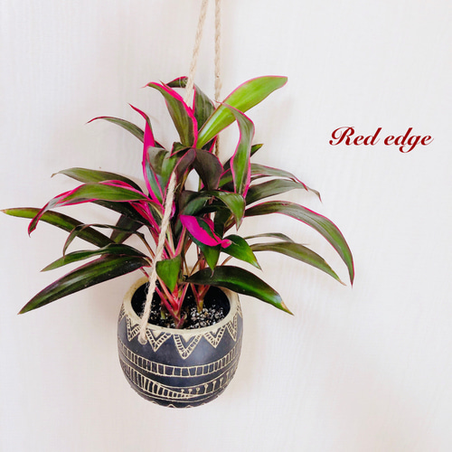 空気清浄プランツ ドラセナ『レッドエッジ』エスニックプランター