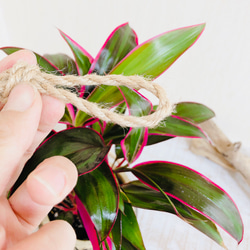 空気清浄プランツ　ドラセナ『レッドエッジ』エスニックプランター　ブラウン　観葉植物　インテリア 6枚目の画像