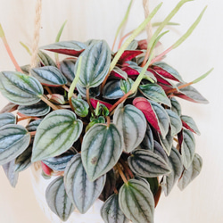 新作♡『ペペロミア　ナポリナイツ』  エスニックプランター　ホワイト　観葉植物　インテリア 3枚目の画像