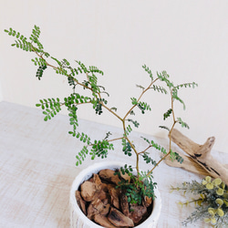 メルヘンの木　不思議なジグザグ姿　ソフォラリトルベビー　アンティーク鉢　観葉植物　インテリア 2枚目の画像