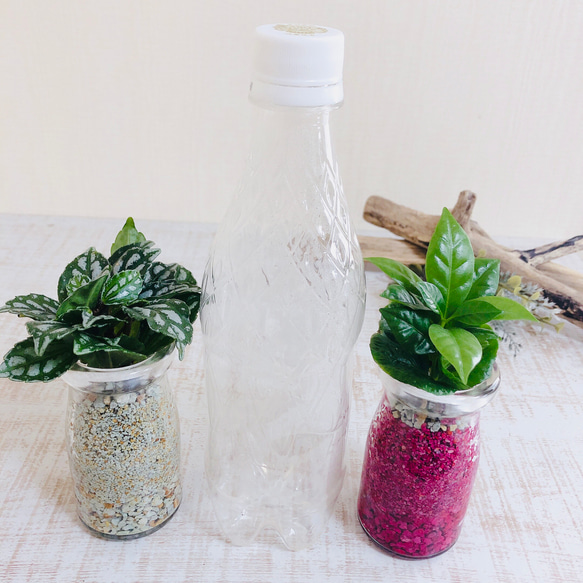 Sand Bottle『ピレア＆コーヒーの木』Milk カラーサンド　ホワイト＆ピンク　観葉植物　インテリア 4枚目の画像