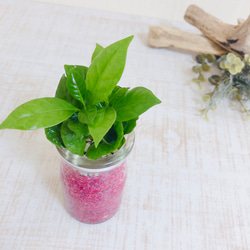 Sand Bottle『ピレア＆コーヒーの木』Milk カラーサンド　ホワイト＆ピンク　観葉植物　インテリア 6枚目の画像