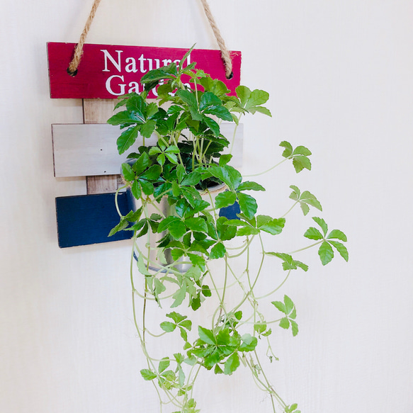 お部屋のアクセントに♪『シュガーバイン』壁掛け　ブリキ鉢　 観葉植物　インテリア 1枚目の画像