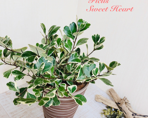 0_beb3cafbd0ef5b0b400eb999c636