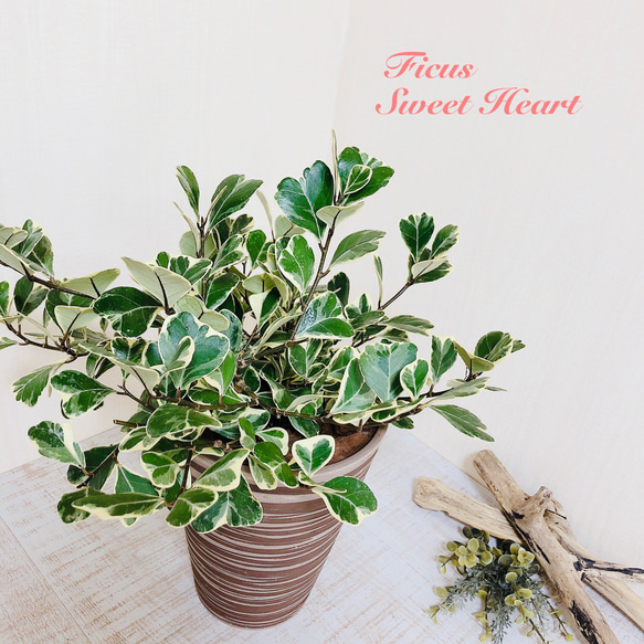 現物「フィカス・スイートハート」8号（陶器）Ficus triangularis