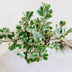 ハートの木『フィカス  スイートハート』5号鉢　受け皿付き　ブラウン　観葉植物　インテリア 3枚目の画像