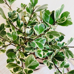 ハートの木『フィカス  スイートハート』5号鉢　受け皿付き　ブラウン　観葉植物　インテリア 4枚目の画像