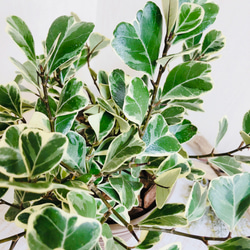 ハートの木『フィカス  スイートハート』5号鉢　受け皿付き　ブラウン　観葉植物　インテリア 5枚目の画像