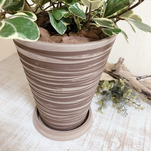 ハートの木『フィカス スイートハート』5号鉢 受け皿付き ブラウン