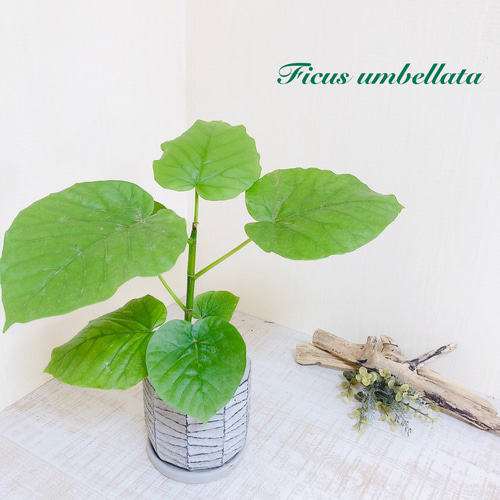 フィカス 植物 グレーの丸型鉢 探し回ら