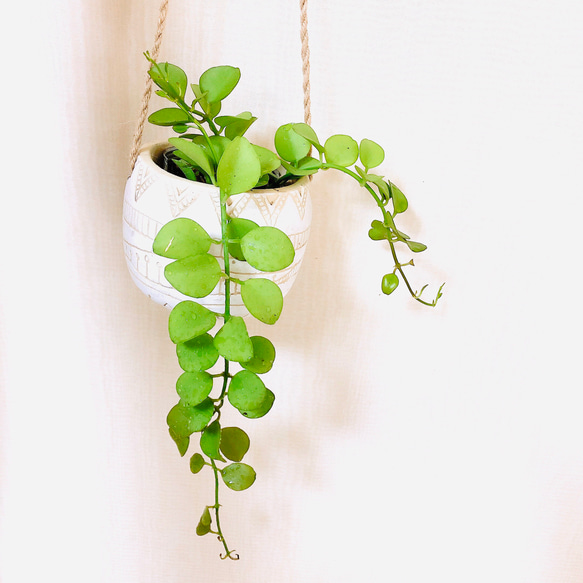 ぷっくり丸い葉『ディスキディア　ミルネイ』エスニックプランター　ホワイト　観葉植物　インテリア 1枚目の画像