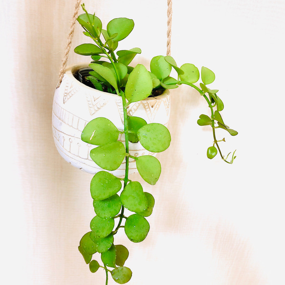 ぷっくり丸い葉『ディスキディア　ミルネイ』エスニックプランター　ホワイト　観葉植物　インテリア 2枚目の画像