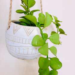 ぷっくり丸い葉『ディスキディア　ミルネイ』エスニックプランター　ホワイト　観葉植物　インテリア 3枚目の画像