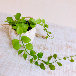 ぷっくり丸い葉『ディスキディア　ミルネイ』エスニックプランター　ホワイト　観葉植物　インテリア 4枚目の画像