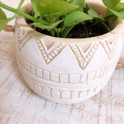 ぷっくり丸い葉『ディスキディア　ミルネイ』エスニックプランター　ホワイト　観葉植物　インテリア 5枚目の画像