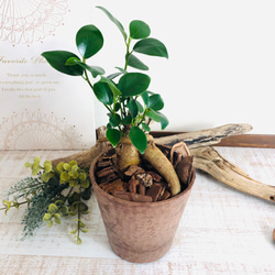 幸せのガジュマル　ヒノキの香る鉢　3号　観葉植物　インテリア　ポトス　アロマ　ギフト 1枚目の画像