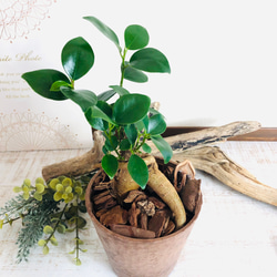 幸せのガジュマル　ヒノキの香る鉢　3号　観葉植物　インテリア　ポトス　アロマ　ギフト 2枚目の画像