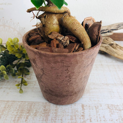 幸せのガジュマル　ヒノキの香る鉢　3号　観葉植物　インテリア　ポトス　アロマ　ギフト 3枚目の画像