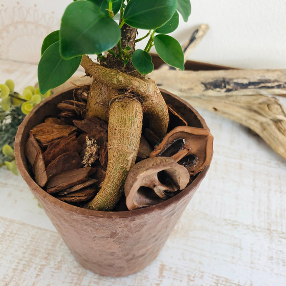 幸せのガジュマル　ヒノキの香る鉢　3号　観葉植物　インテリア　ポトス　アロマ　ギフト 4枚目の画像