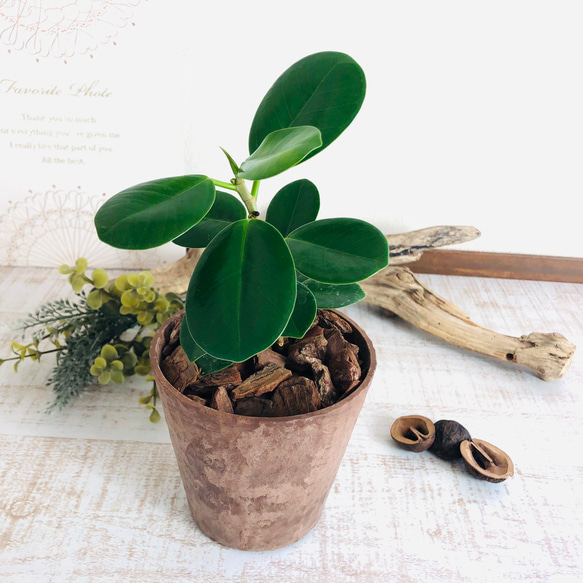 丸い葉っぱ パンダガジュマル ヒノキの香る鉢 4号 観葉植物