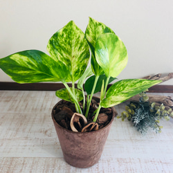 永遠の幸せ『フィカス ・アルテシマ』3号 陶器鉢 観葉植物 インテリア