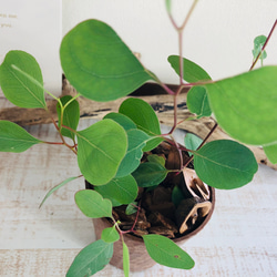ポポラス　ヒノキの香る鉢　4号　くるみ付　観葉植物　インテリア　ユーカリ　ハーブ 5枚目の画像