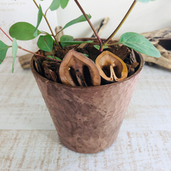 ポポラス　ヒノキの香る鉢　4号　くるみ付　観葉植物　インテリア　ユーカリ　ハーブ 6枚目の画像