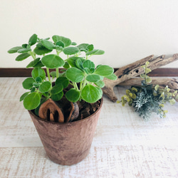 アロマティカス　ヒノキの香る鉢　4号　観葉植物　インテリア　ポトス　アロマ　ギフト 4枚目の画像