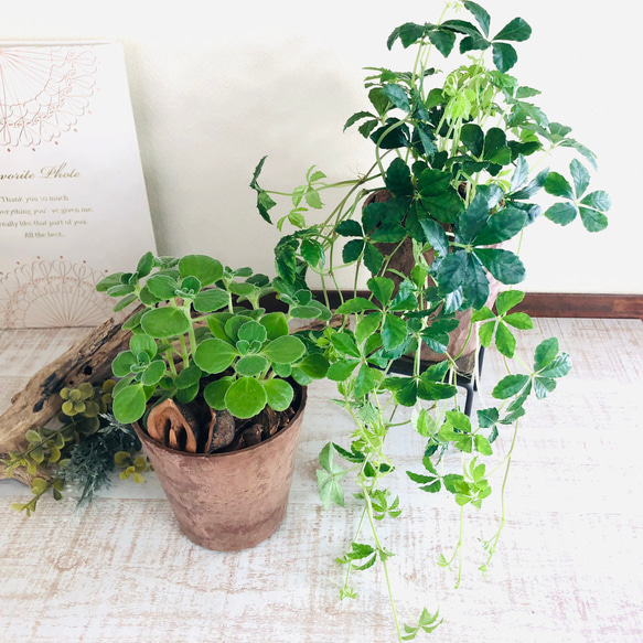 lovelyセット　シュガーバイン　アロマティカス　ヒノキの香る鉢　3号　観葉植物　インテリア　アロマ　ギフト 1枚目の画像
