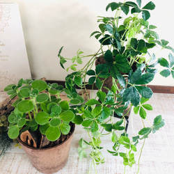 lovelyセット　シュガーバイン　アロマティカス　ヒノキの香る鉢　3号　観葉植物　インテリア　アロマ　ギフト 2枚目の画像