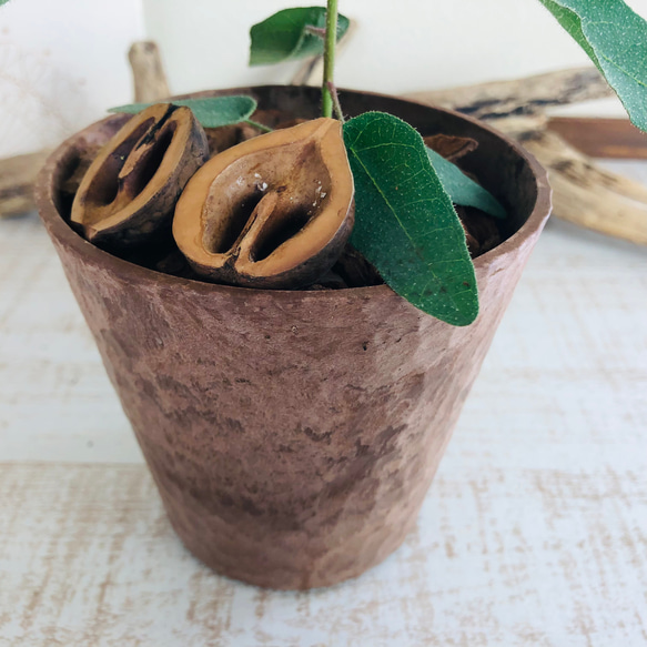 lovelyセット　シュガーバイン　アロマティカス　ヒノキの香る鉢　3号　観葉植物　インテリア　アロマ　ギフト 5枚目の画像