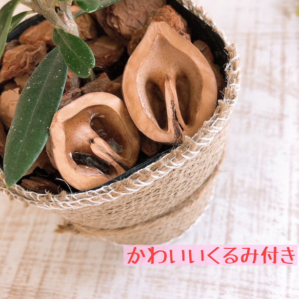 lovelyセット　シュガーバイン　アロマティカス　ヒノキの香る鉢　3号　観葉植物　インテリア　アロマ　ギフト 6枚目の画像