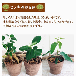 lovelyセット　シュガーバイン　アロマティカス　ヒノキの香る鉢　3号　観葉植物　インテリア　アロマ　ギフト 7枚目の画像