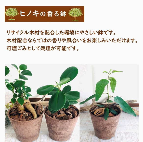 lovelyセット　シュガーバイン　アロマティカス　ヒノキの香る鉢　3号　観葉植物　インテリア　アロマ　ギフト 7枚目の画像